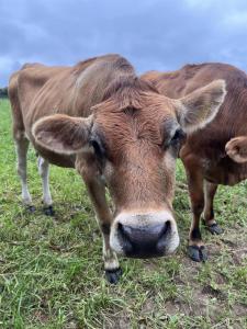 Radisson Blu Waterfront Hotel, Jersey