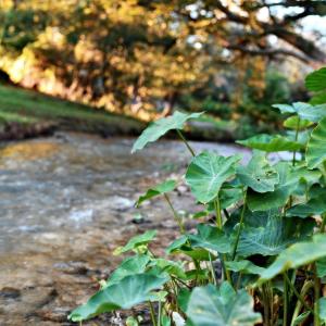 Tranquil Family Vacation by a Creek: Luxury Tented Cabin in Seguin, Texas