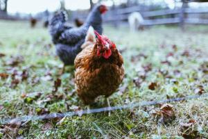 Cozy Unique Dome for Romntic Glmping Getwy on Privte Frm in Woodridge, New York