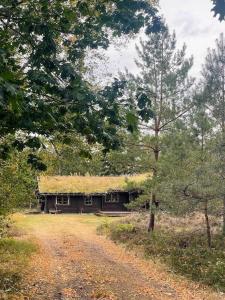 Norwegian Log Cabin Among Heather And Pine Trees