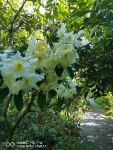 Kilmokea Country Manor & Gardens