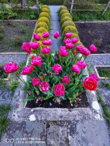 Kilmokea Country Manor & Gardens