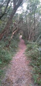 Tumbergia House in Floripa