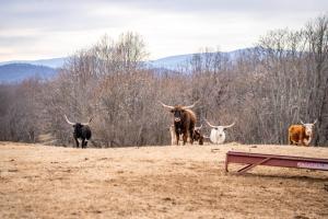 Mountain Mama Ranch - Luxury farmhouse on 200 acres with mountain views, 20mins to Shenandoah, 90mins from DC
