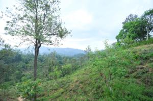 Ella Ninestars Lodge