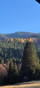 Family Residence Slănic-Moldova