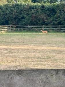 Willowbrook Luxury Log Cabin with private hot tub