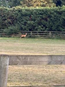 Willowbrook Luxury Log Cabin with private hot tub