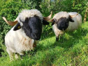 Apartment Sandgrube 2- OG Süd by Interhome