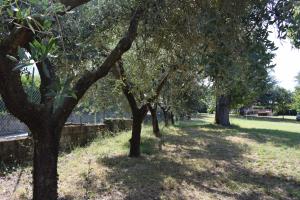 Eco degli Ulivi