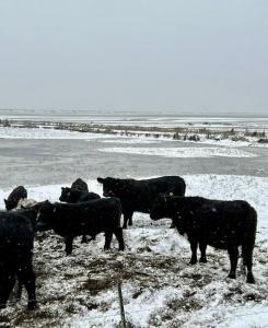 Architect-Designed Holiday Home By Korevlerne