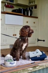 The Romney by Bloom Stays