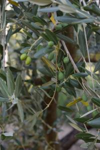 Eco degli Ulivi