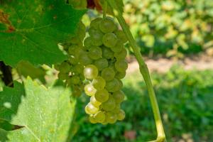 Single Level Vineyard Home | 6 PPL | Pet Friendly