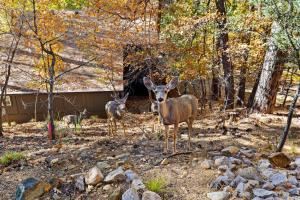 Ponderosa HideAway 4-BR CabinMtn ViewTrailsBrbq