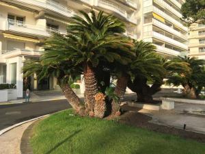 Appartement Cannes sur Croisette