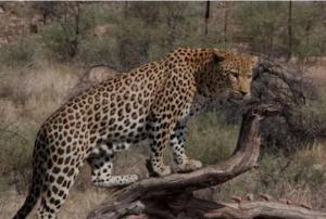 The Grand Bagicha And Baba House