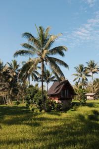 Tetebatu Rice field bliss