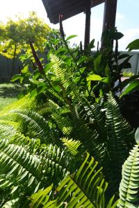 The Verandah