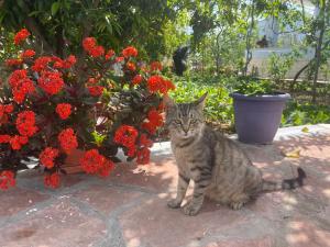 PANORAMIC VIEW Xhanari Guesthouse Tepelene