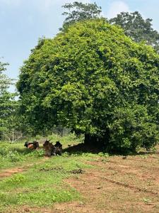 OrientalResort Kekirawa