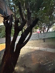 Cocoa Home Women Only Rooms Chapalita