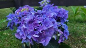 Sielsko Anielsko Uniejów- domki całoroczne