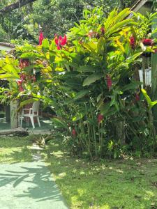 Casa Maresias - Sossego Natureza