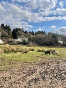 The Summer House - Tiny Home with Hot Tub