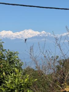 Sleeping Buddha Homestay - Lamahatta
