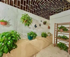 Casa Miss Mercedes, Calle Adelita, ground floor