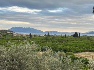 Olive Hill