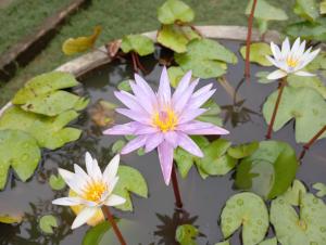Suduweli Beauties of Nature - Yala