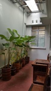 MY CHINAMANS HOME II