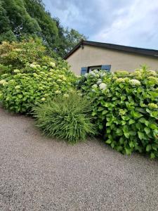 Jardin Fleuri - Proche Foix