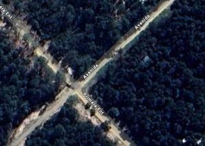 Pinocha del Bosque Valle de La Luna