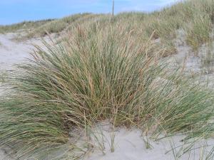 Luxury Beachfront Retreat - By Traum Ferienwohnungen