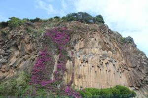 House Villa Butterfly