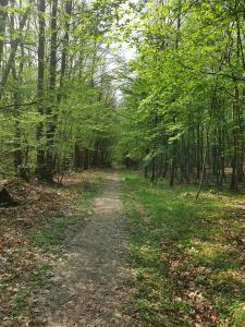 Maison 3 personnes entre lac et forêt
