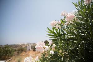 Nissos Suites Sifnos Greece