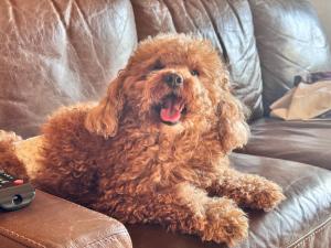 Departamento Pet friendly a Metros del Mall Cenco Temuco, Casino Dreams y Av Alemania