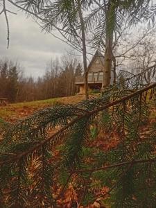 Мюзіка Карпат