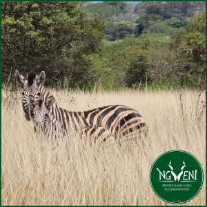 Weltevreden Family Cottage at Ngweni Private Game Farm