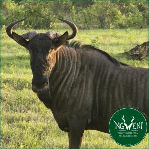 Weltevreden Family Cottage at Ngweni Private Game Farm