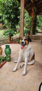 Home & Gardens 2-Bed Villa in Sevasti Katerini