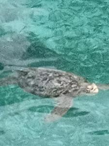 Mabuls Only Private All-inclusive House - Turtle Garden Lodge