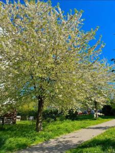 Spacious Studio with private garden