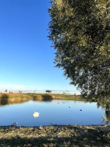 Spacious Studio with private garden