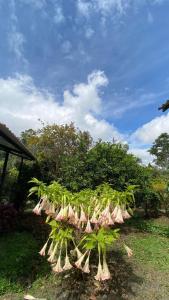 Casa campestre Finca Renacer