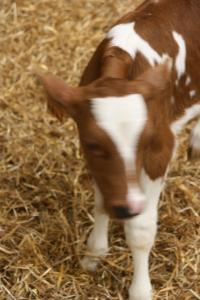 Sejours a la ferme Biologite : photos des chambres